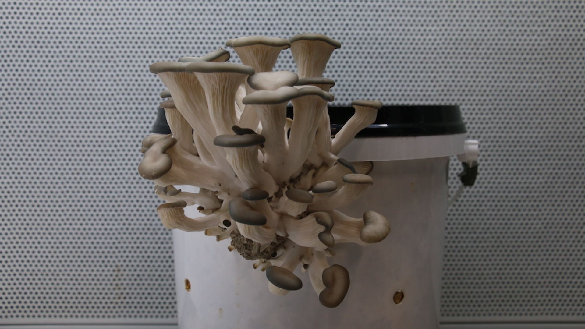 hellgraue Pilze sprießen aus einem weißen Plastikeimer 