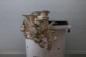 hellgraue Pilze sprießen aus einem weißen Plastikeimer 