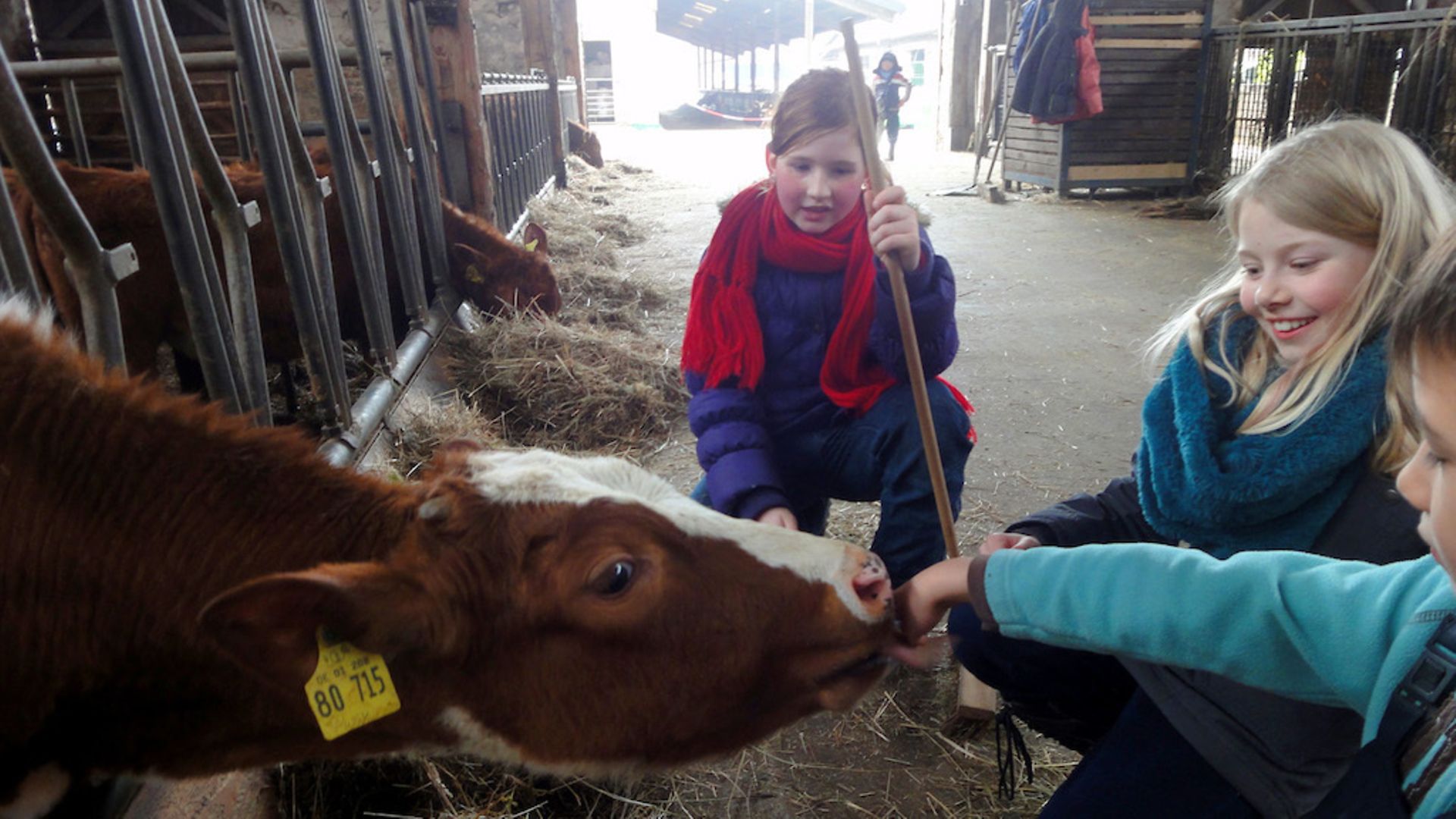 Drei kleine Kinder füttern im Kuhstall eine rotbraune Kuh.