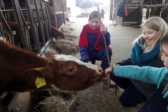 Drei kleine Kinder füttern im Kuhstall eine rotbraune Kuh.