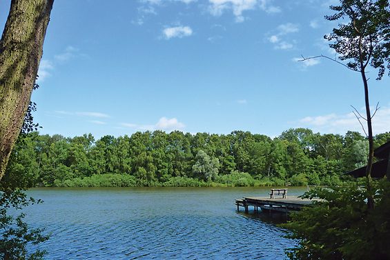 Unter blauem Himmel liegt der Bramfelder See, gesäumt von Bäumen und mit einem Holzanleger.