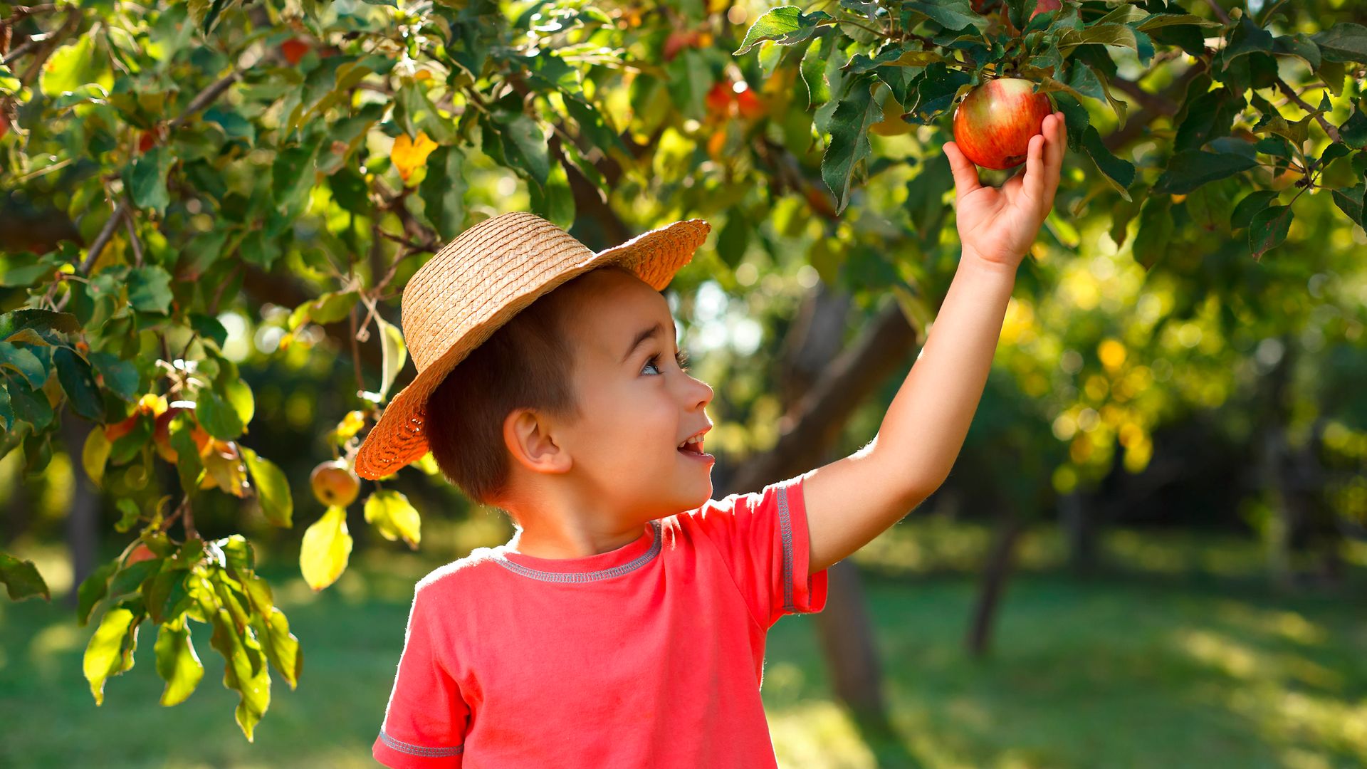 Ein kleiner Junge greift nach einem Apfel in einem Apfelbaum.